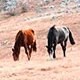 黑白体育
